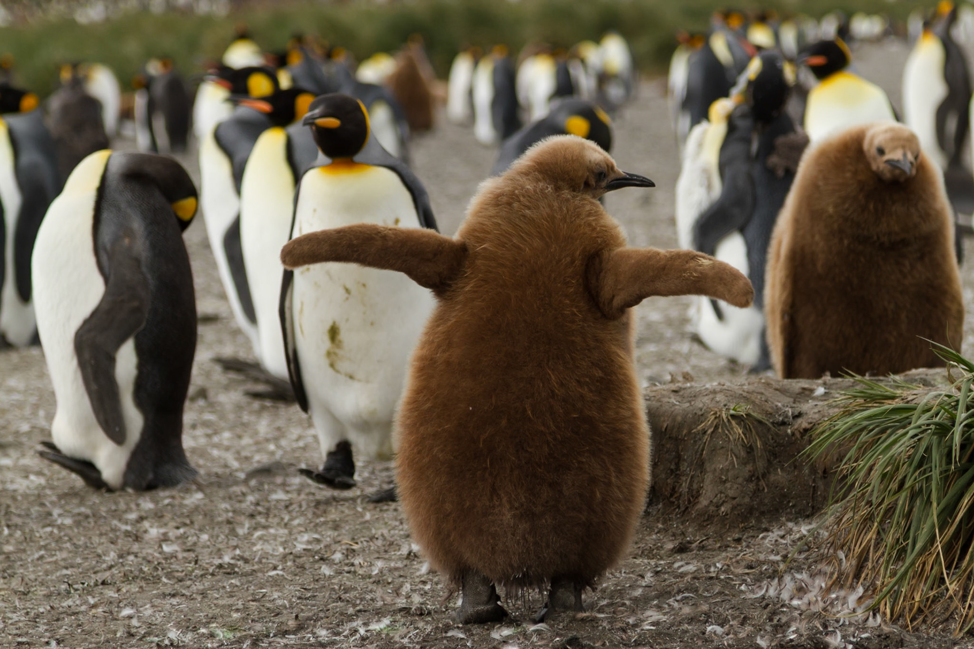 King Penguin chick - Salisbury Plain, South Georgia