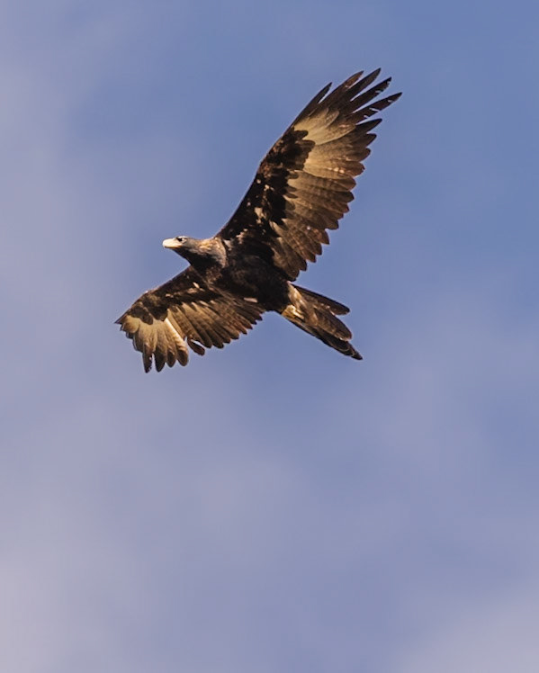Wedge-tailed Eagle