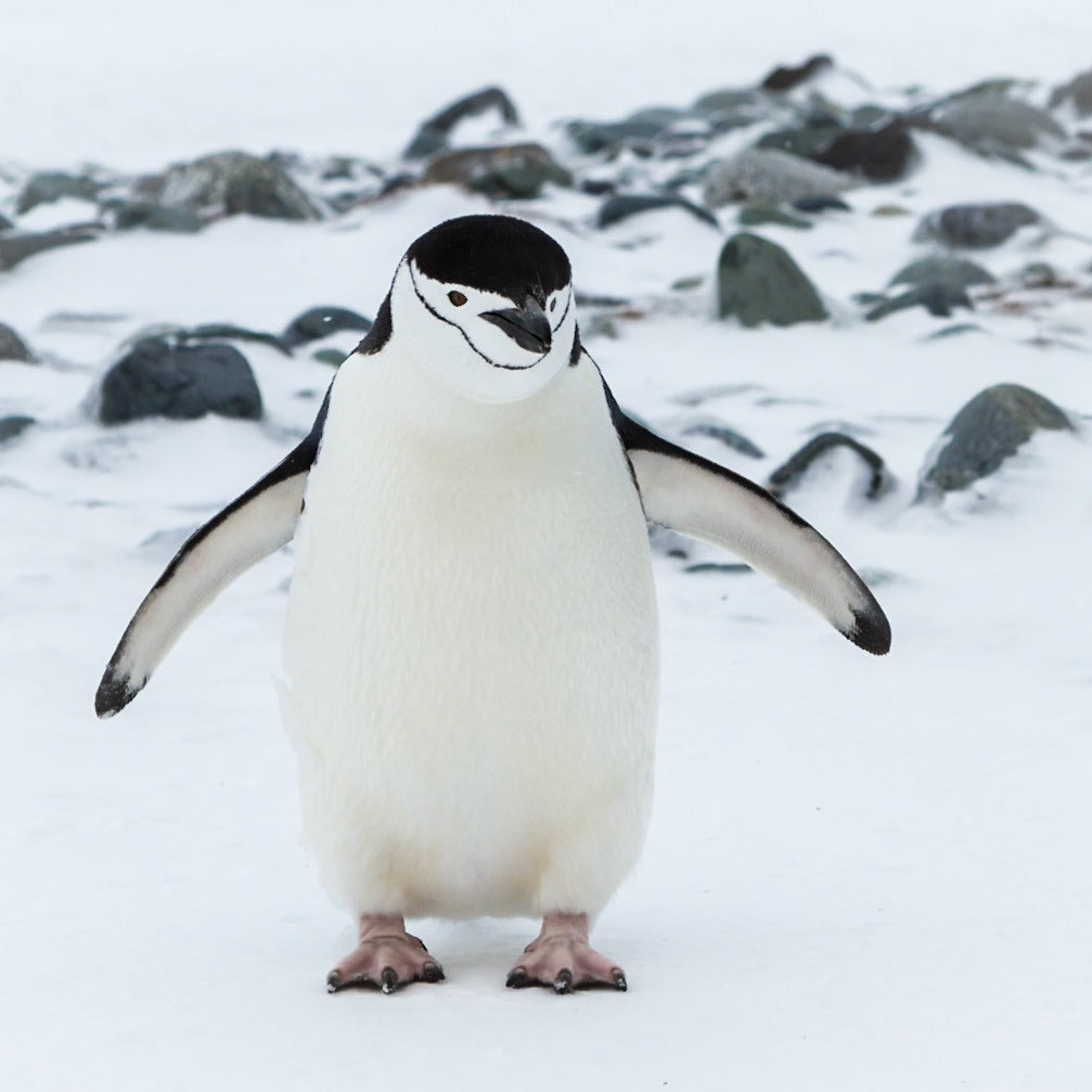 Chinstrap Penguin - Yankee Harbour - Antarctic Peninsula