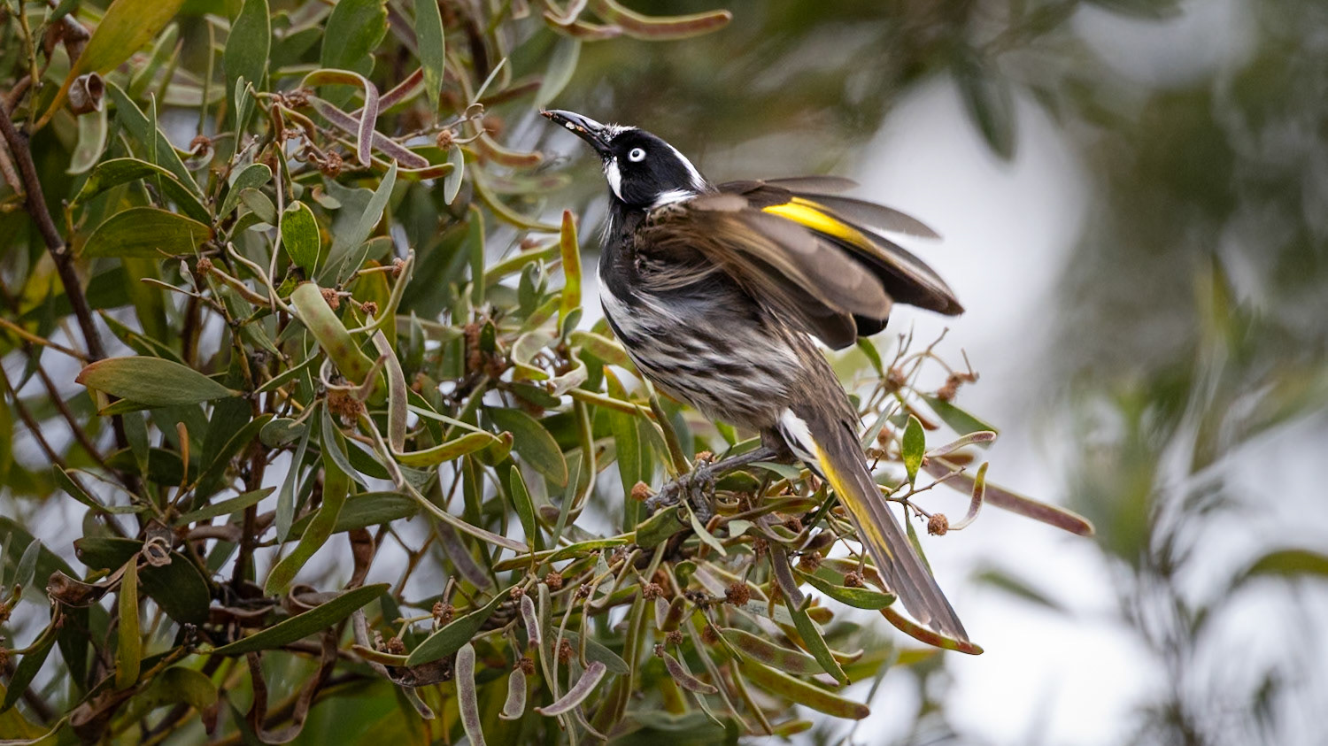 New Holland Honeyeater on Maria Island