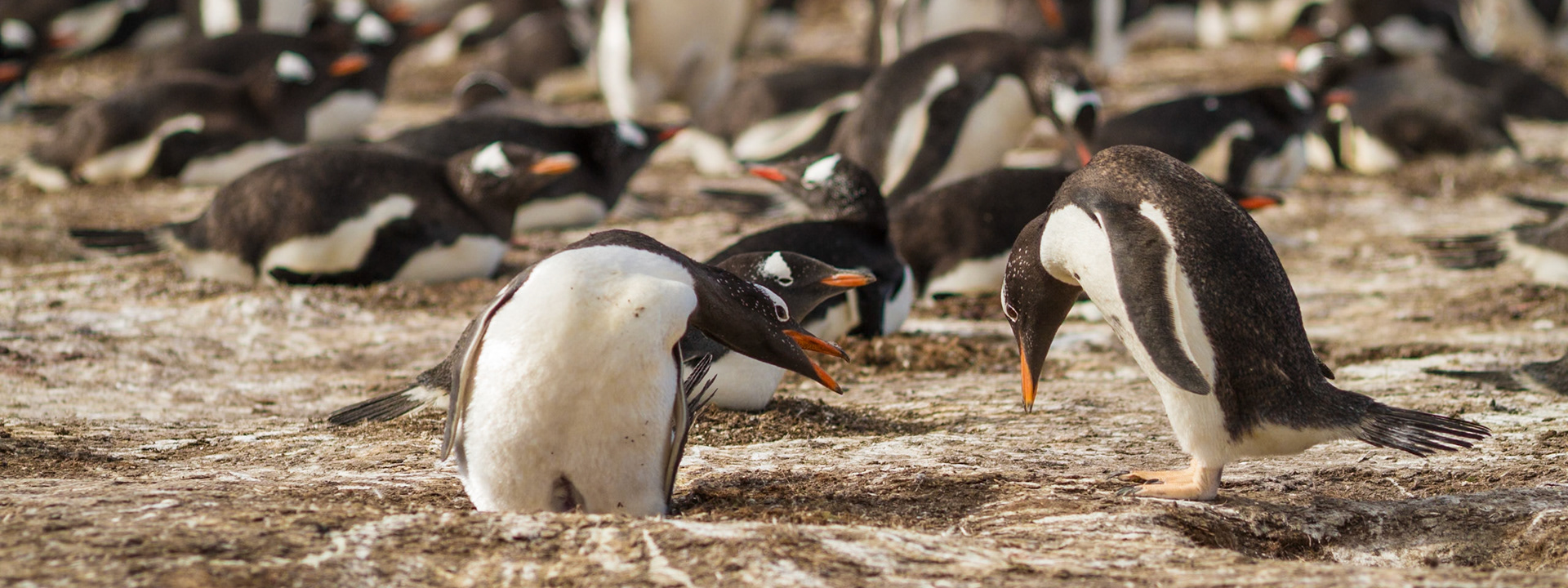 There's always something happening in a gentoo penguin colony. Some conversations seem a little more animated than others!
