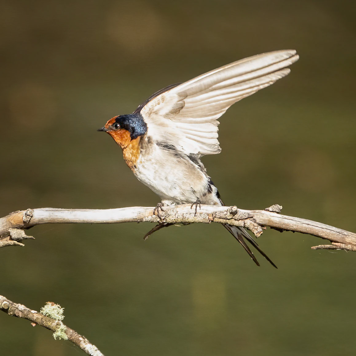 Welcome Swallow