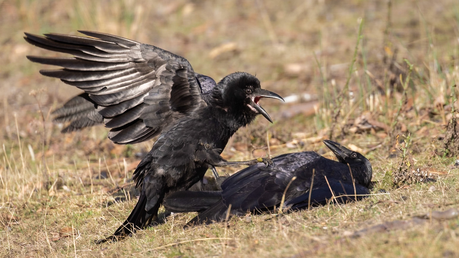Forest Raven