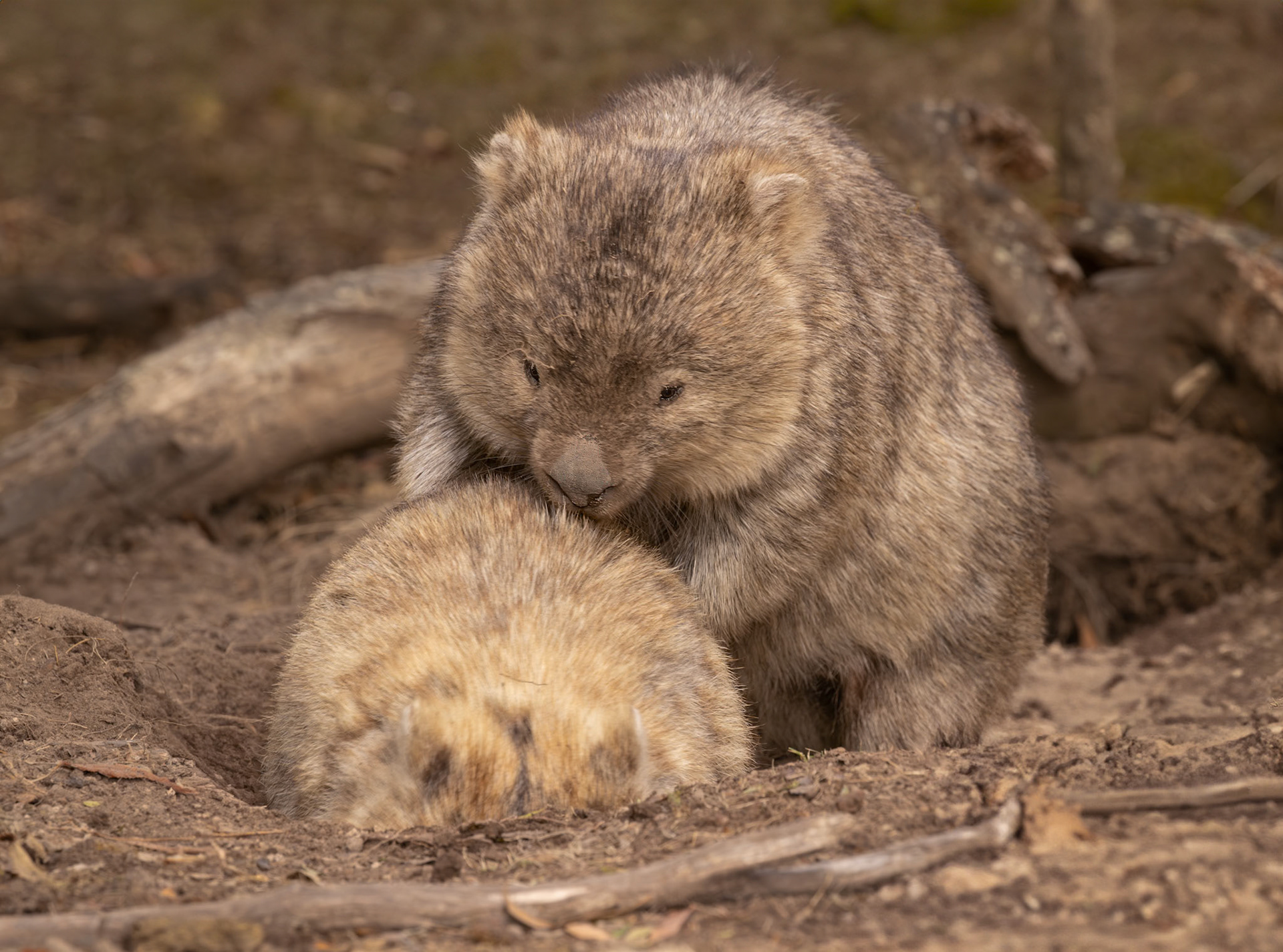 Watch your back while doing the housework (burrowing)!