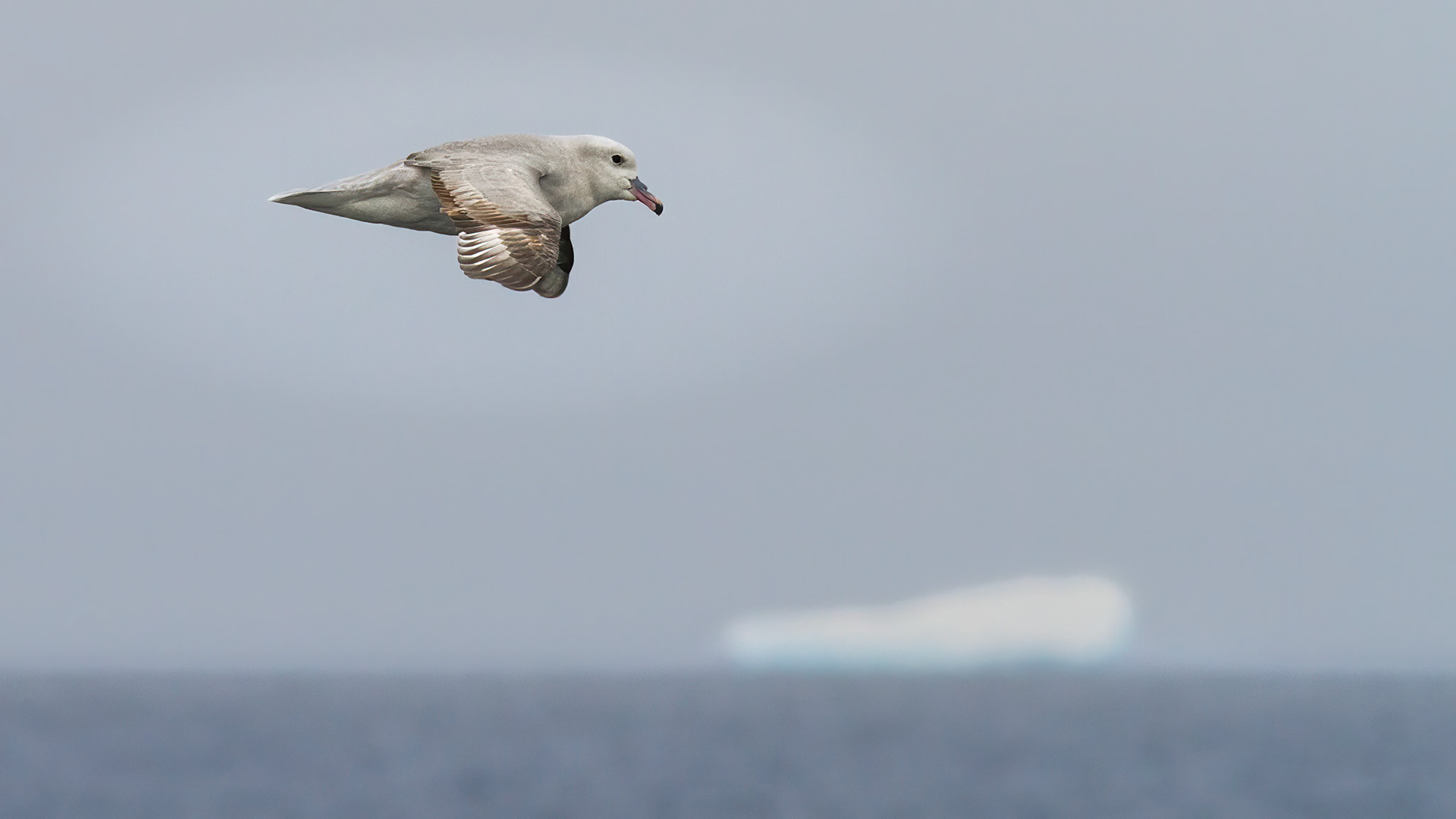 Gull species - Weddell Sea