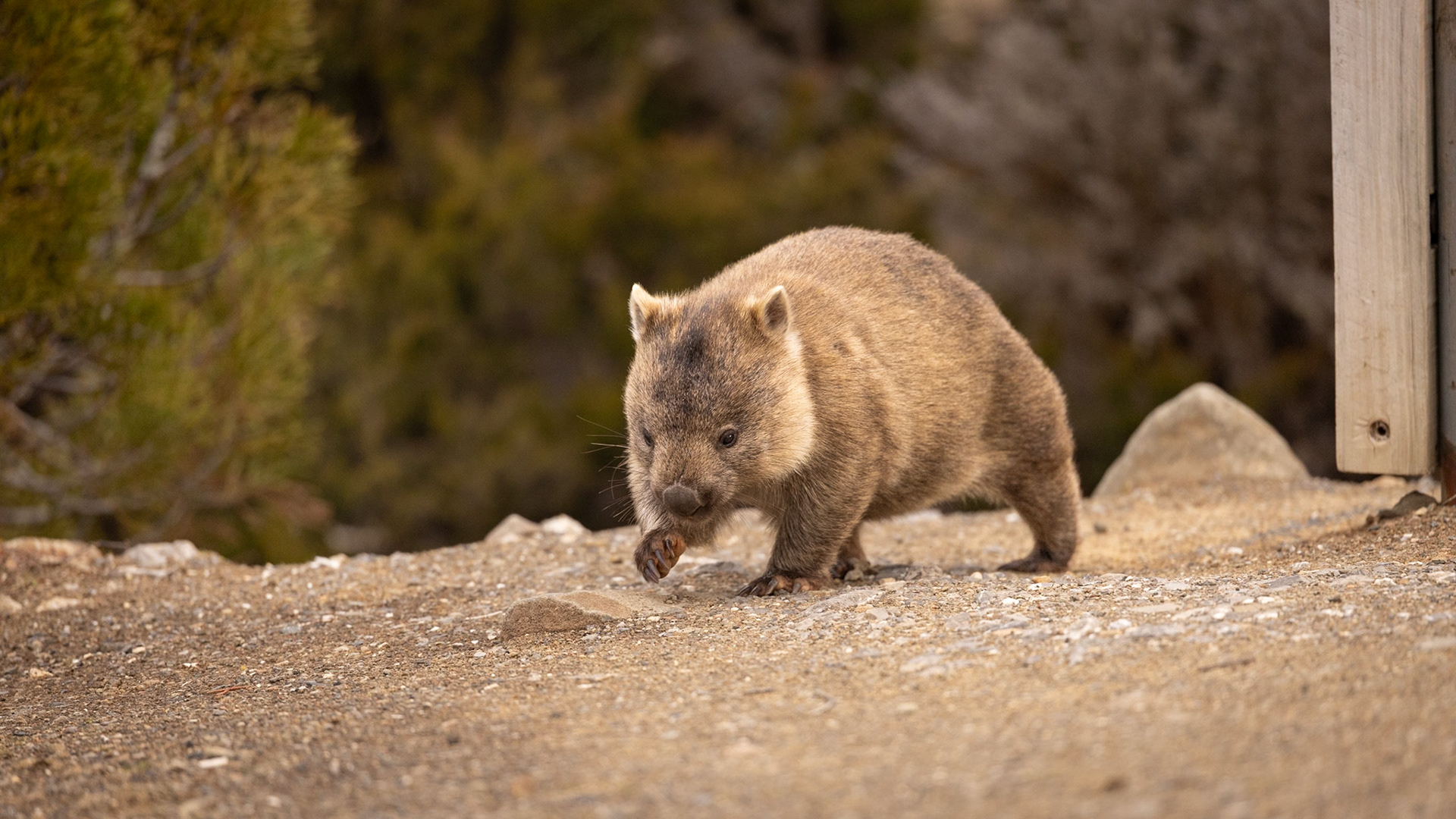 A wandering wombat at Lake Dobson, Mt Field National Park