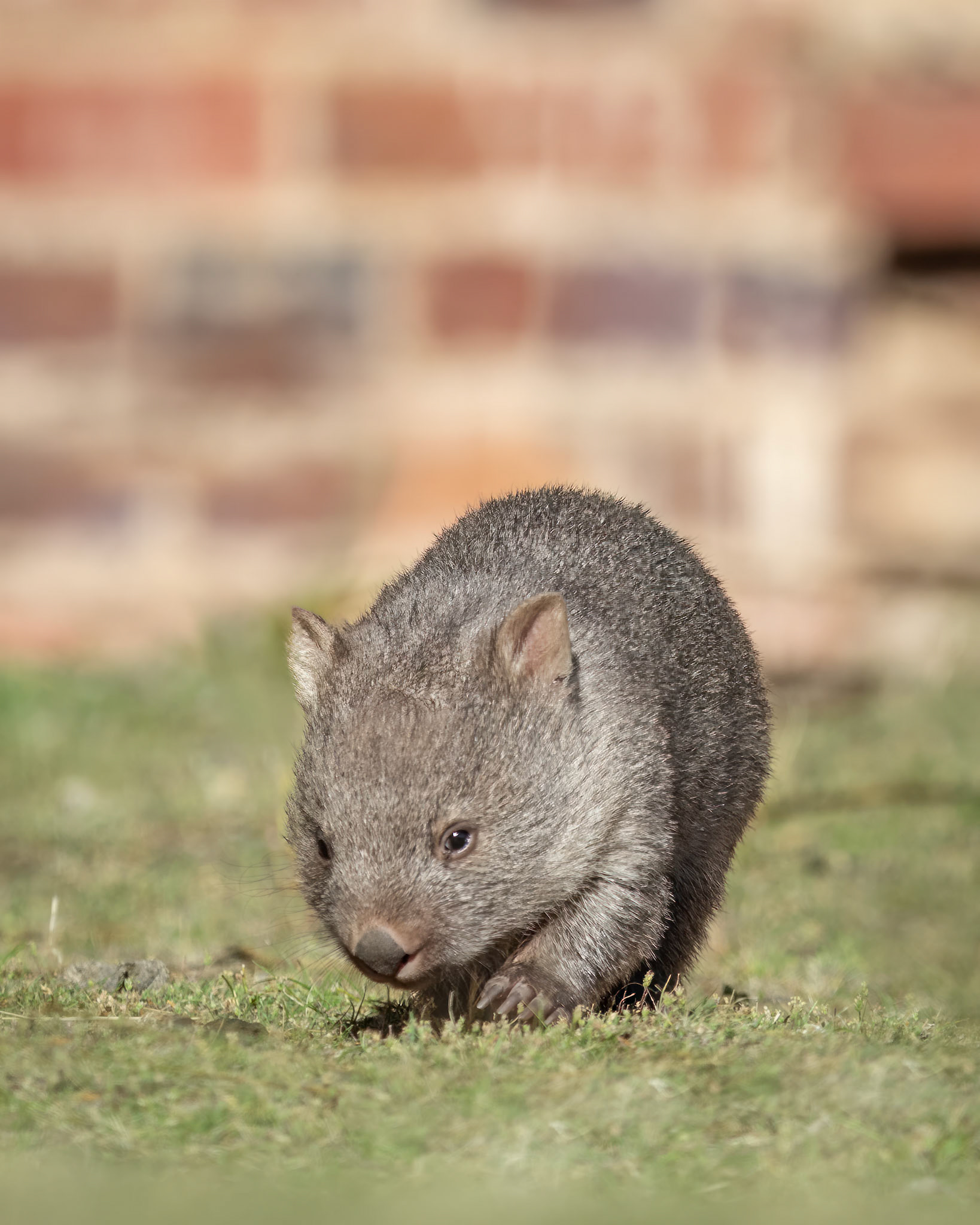 Bare-nosed Wombat joey bravely explores its surroundings, not far from mum - Maria Island, Tasmania