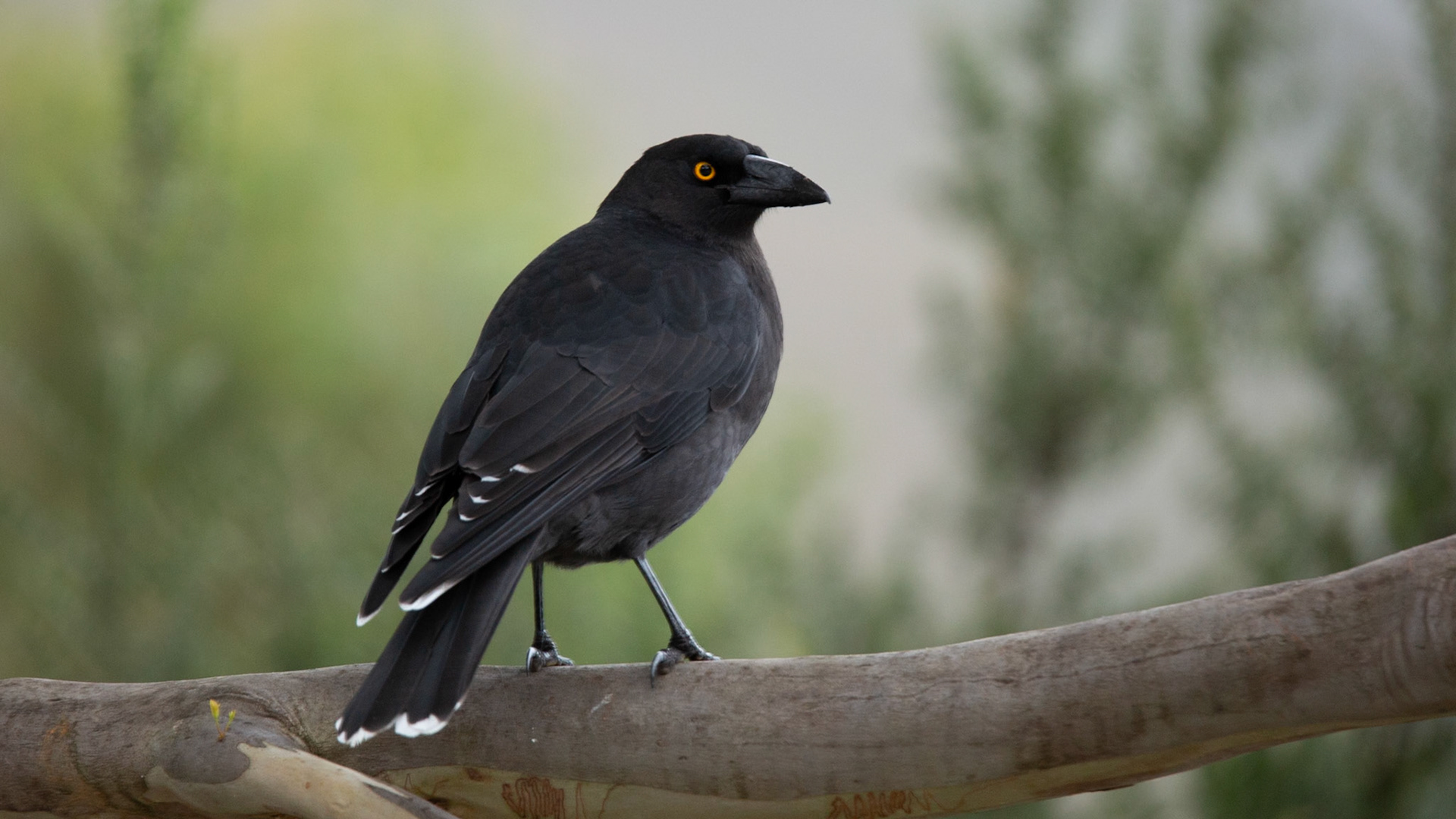Black Currawong