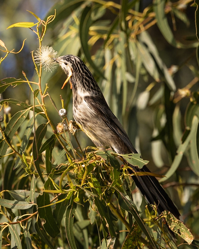 Yellow Wattlebird