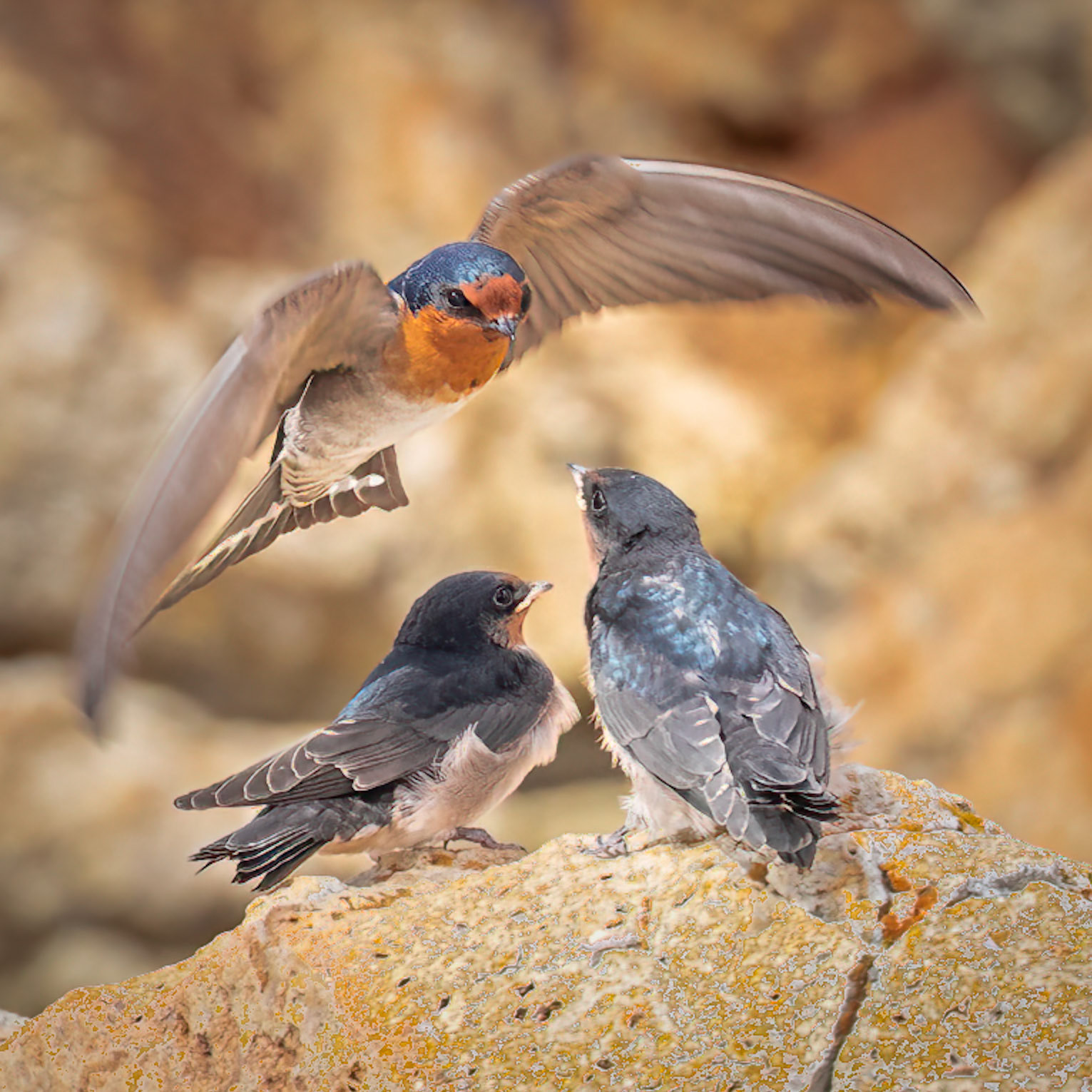 Welcome Swallow