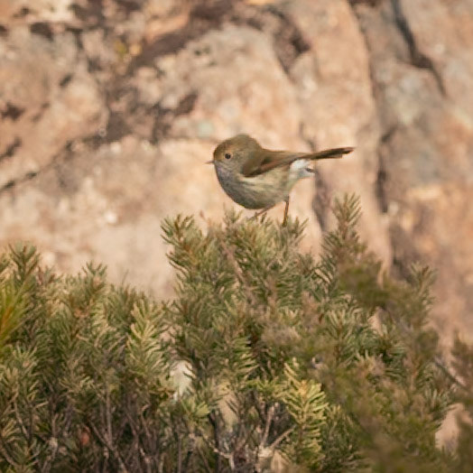 Tasmanian Thornbill