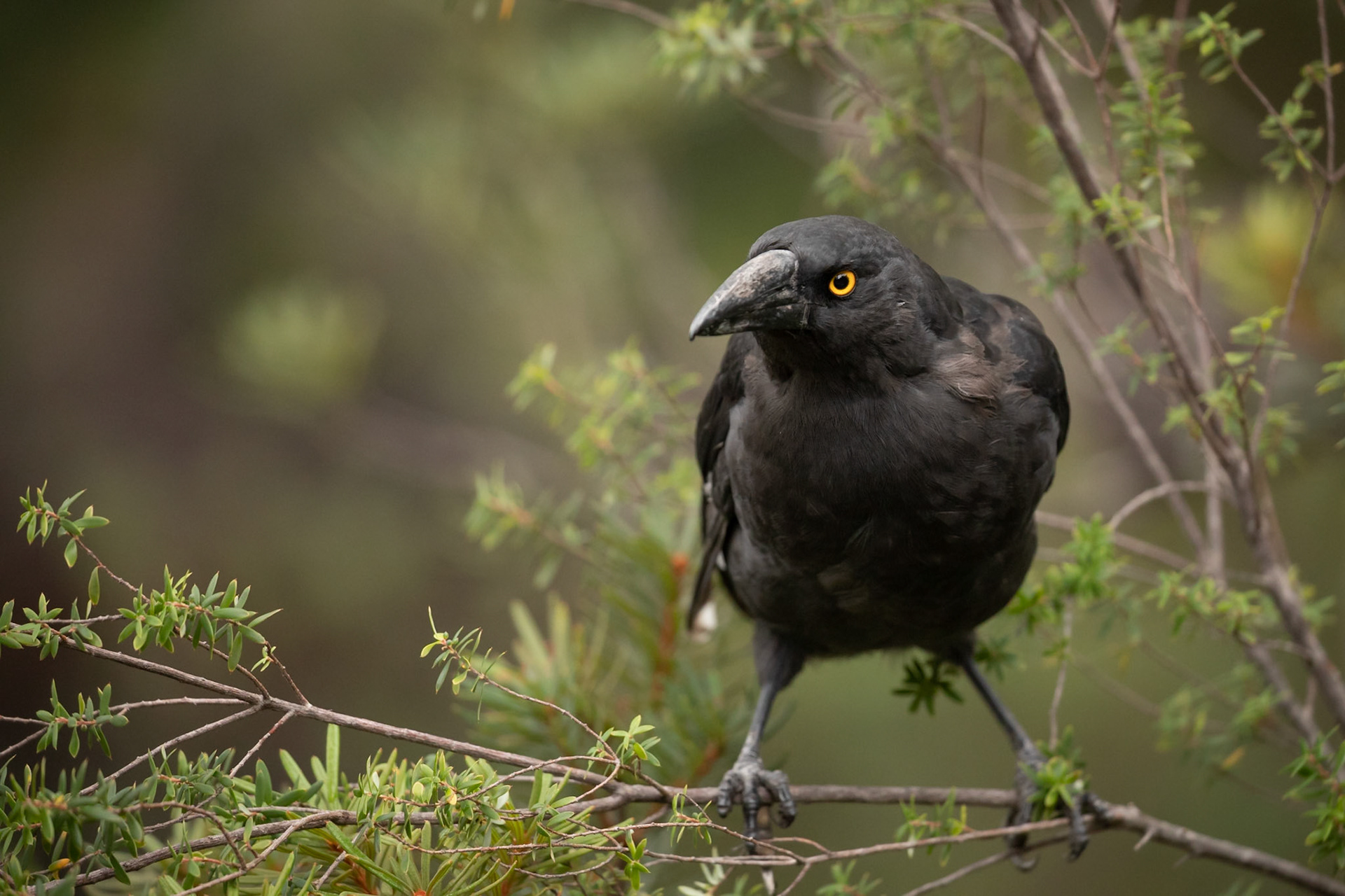 Black Currawong