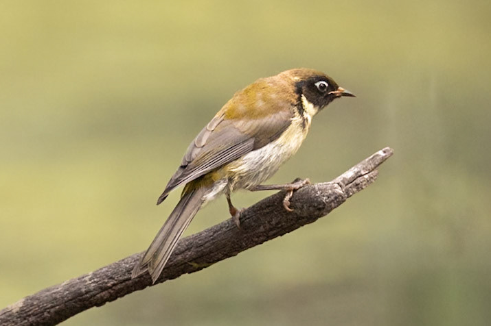 Black-headed Honeyeater