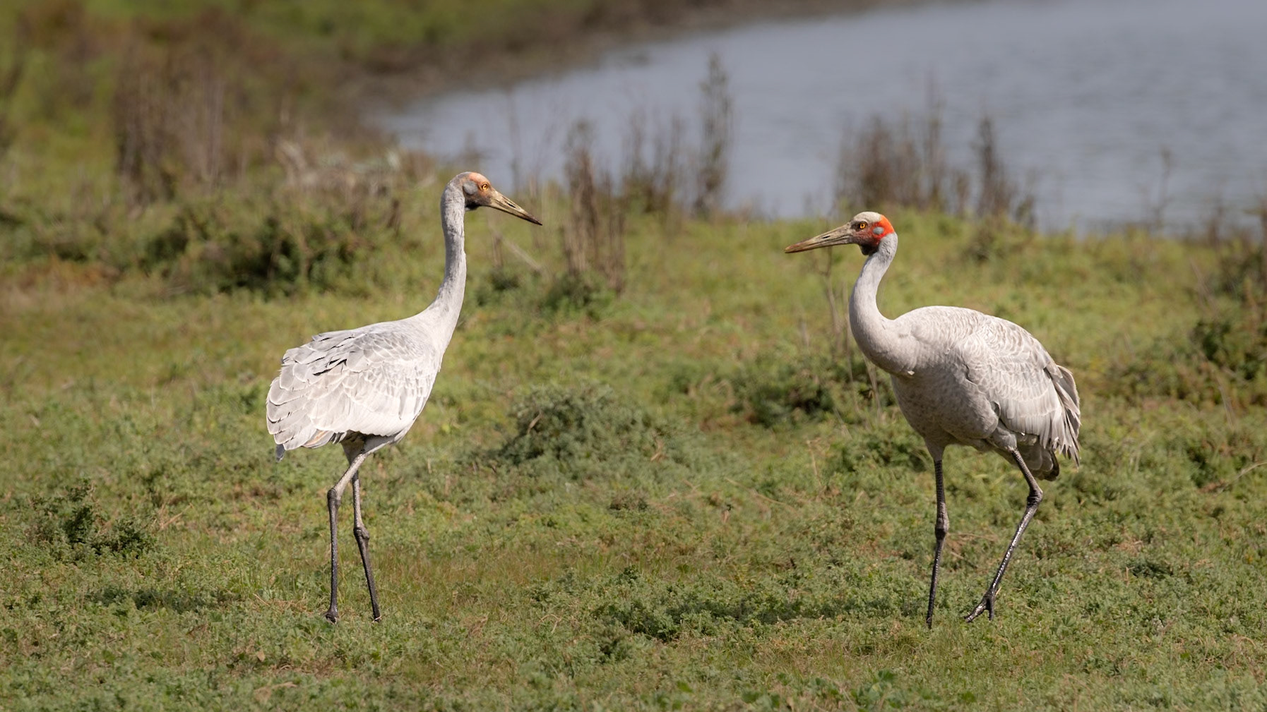 Brolga - Western Treatment Plant, Victoria, Australia