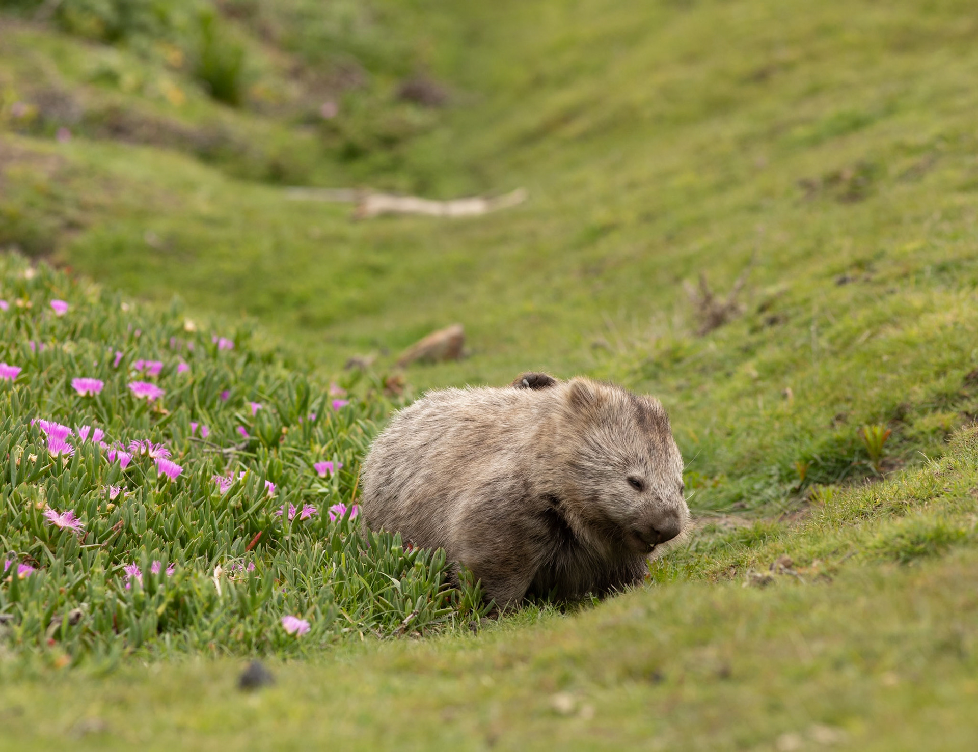 42 Bare-nosed Wombat - East coast Tasmania - Australia