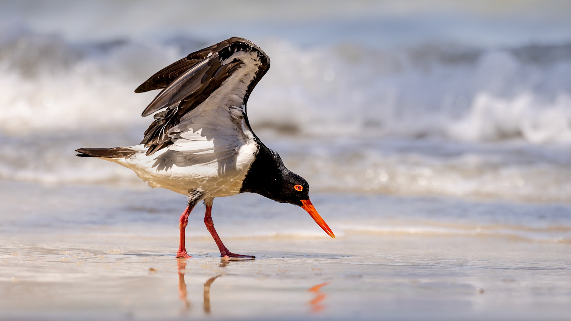 Australian Pied Oystercatcher
