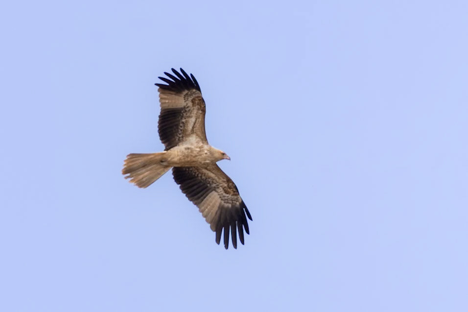 Whistling Kite - Western Treatment Plant, Victoria, Australia