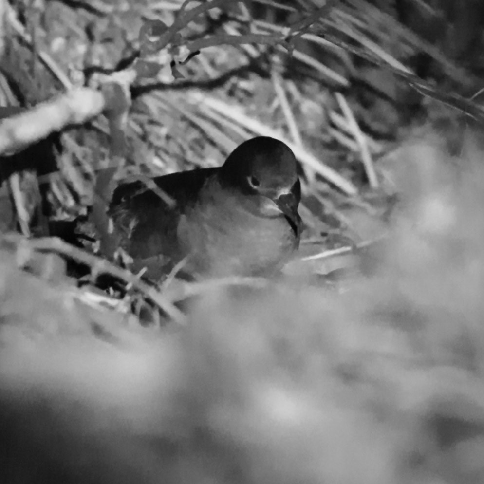 Short-tailed Shearwater - Bruny Island, southern Tasmania, Australia