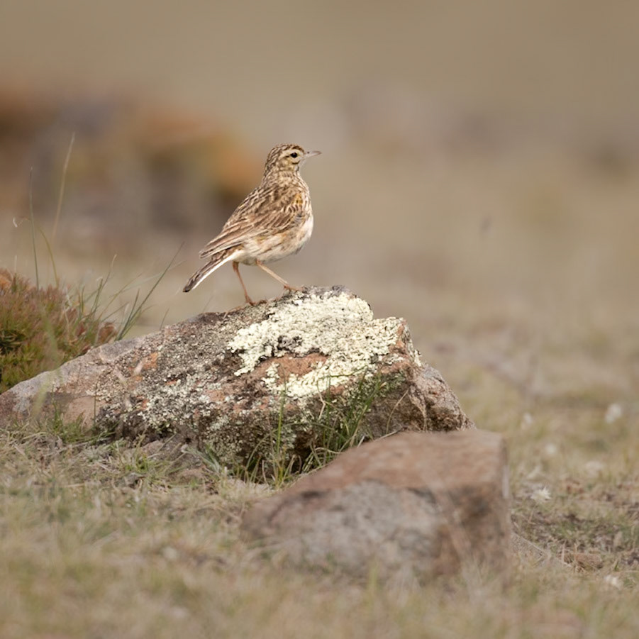 Australiasian Pipit