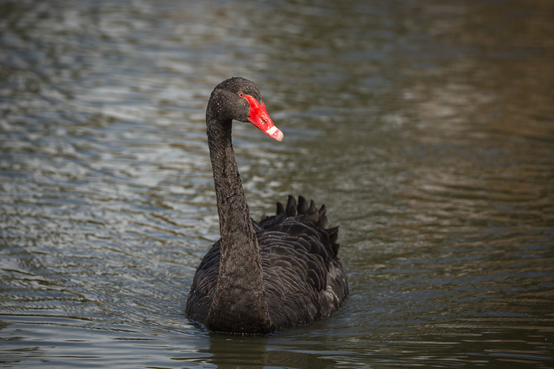 Black Swan