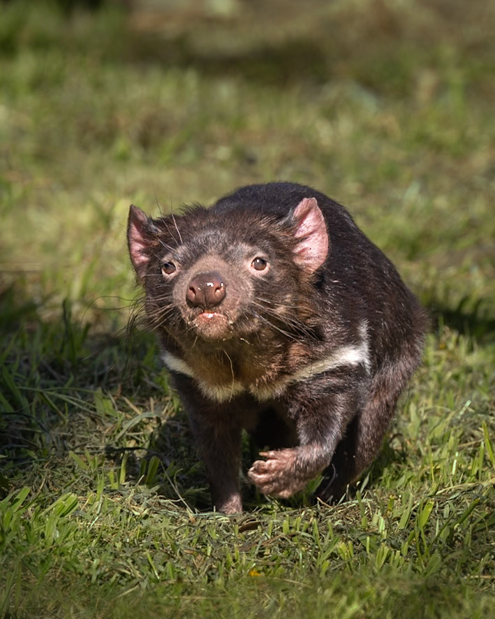 Tasmanian Devil in care at Bonorong
