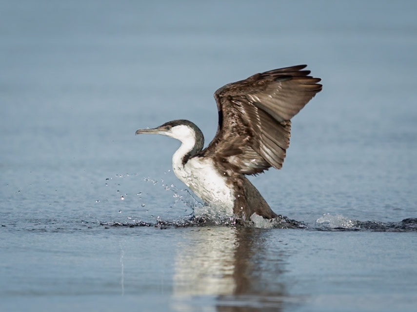 Black-faced Cormorant