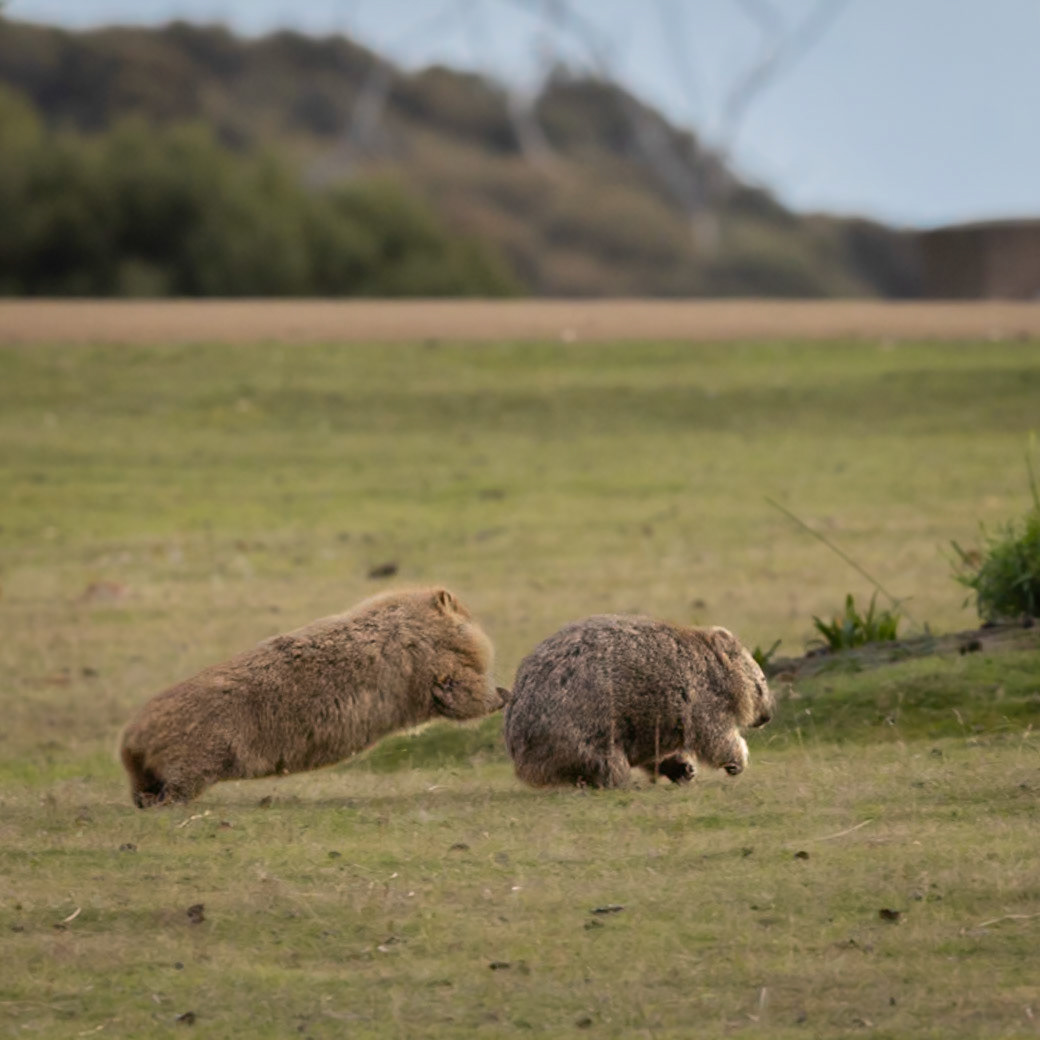 The chase is on! Yep, a male wombat pursuing a female wombat - Maria Island, Tasmania