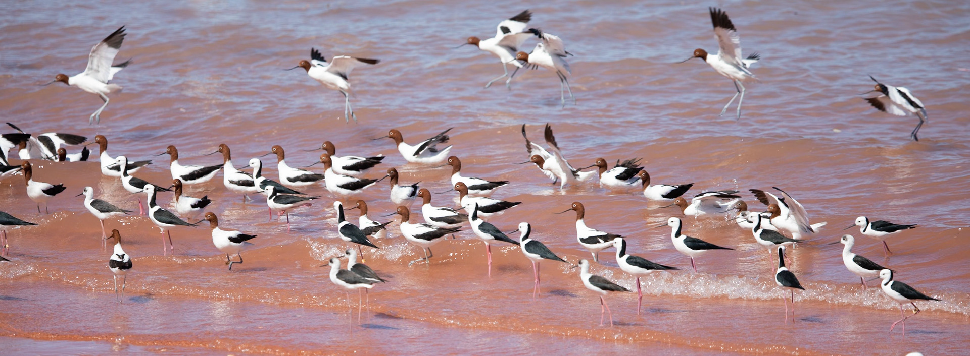 Red-necked Avocet (Recurvirostra novaehollandiae) and Black-winged Stilt (Himantopus himantopus) - Broome Bird Observatory, The Kimberley, Western Australia