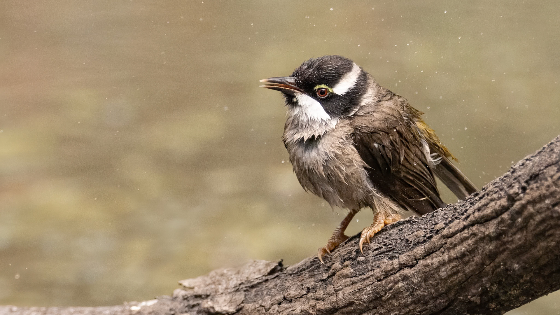 Strong-billed Honeyeater