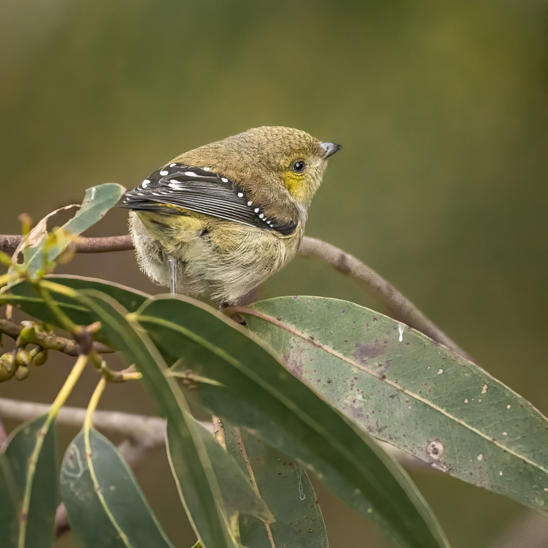 Forty-spotted Pardalote