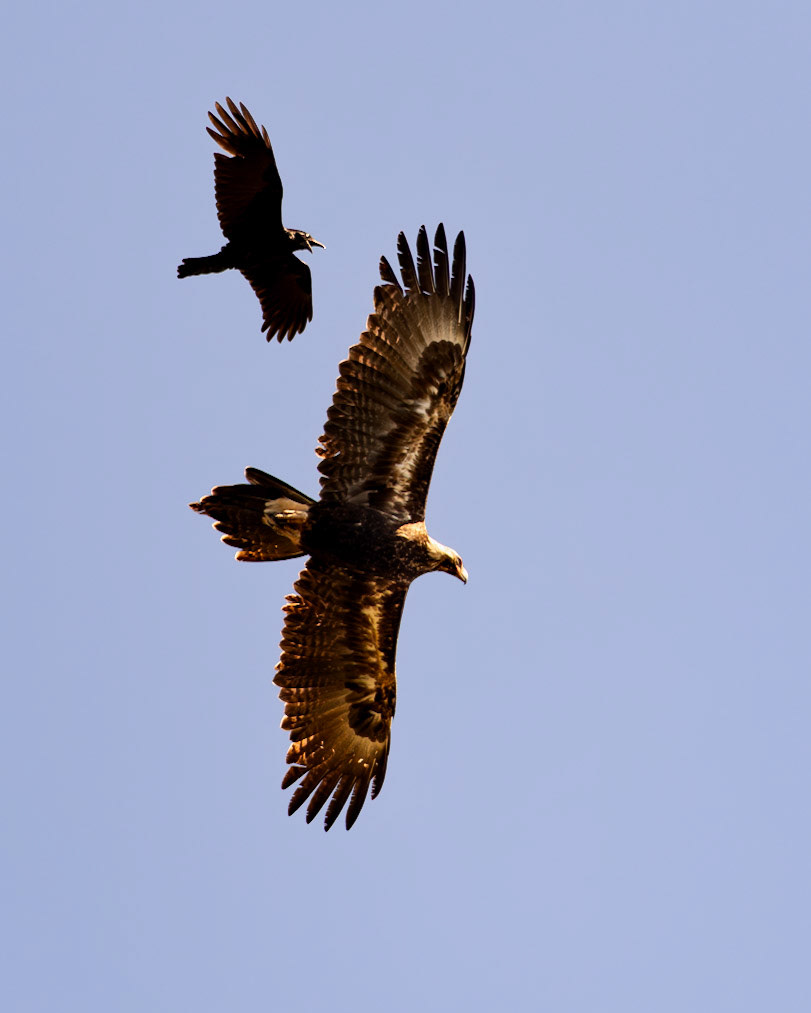 Wedge-tailed Eagle and Forest Raven