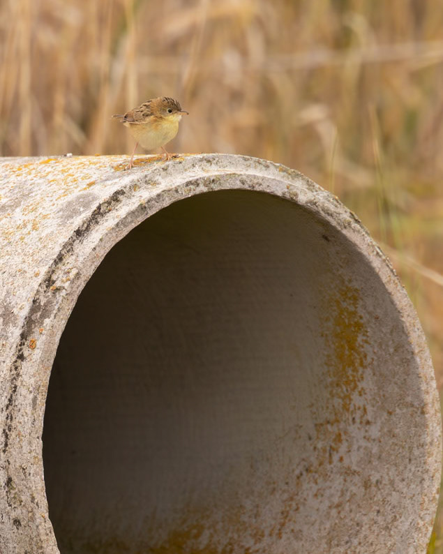 Golden-headed Cisticola - Western Treatment Plant, Werribee, Victoria, Australia