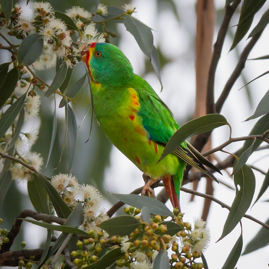 Swift Parrot