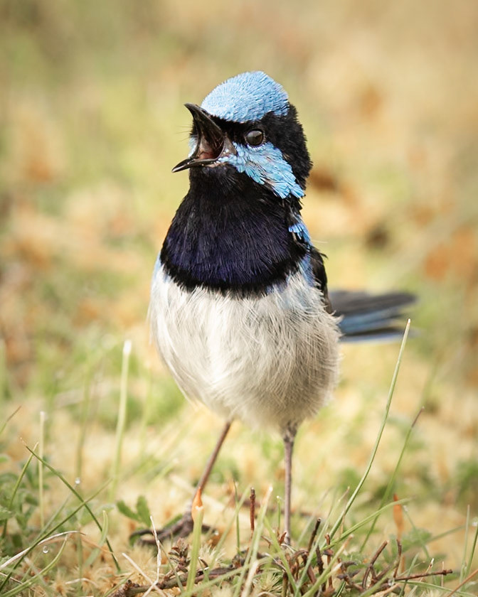 Superb Fairywren