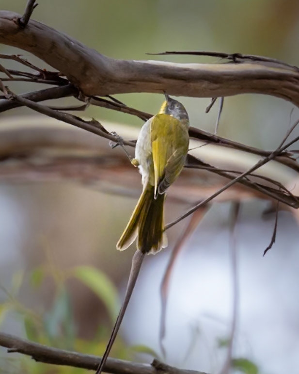 Yellow-throated Honeyeater (Tasmanian endemic) - Bruny Island, Tasmania, Australia