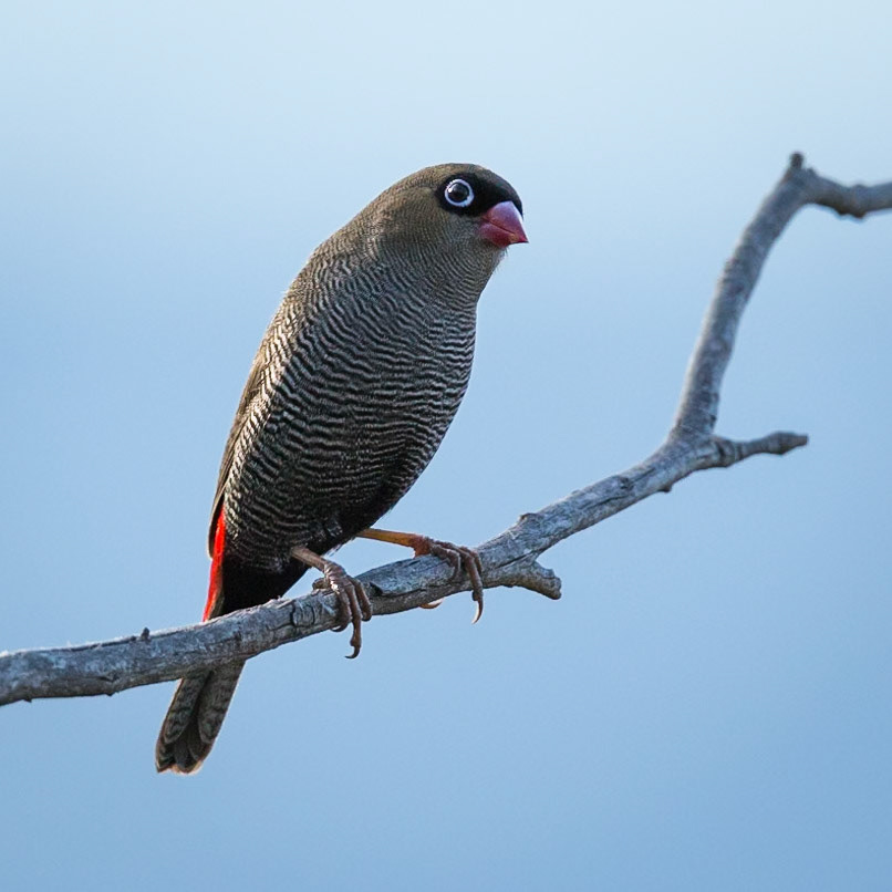 Beautiful Firetail