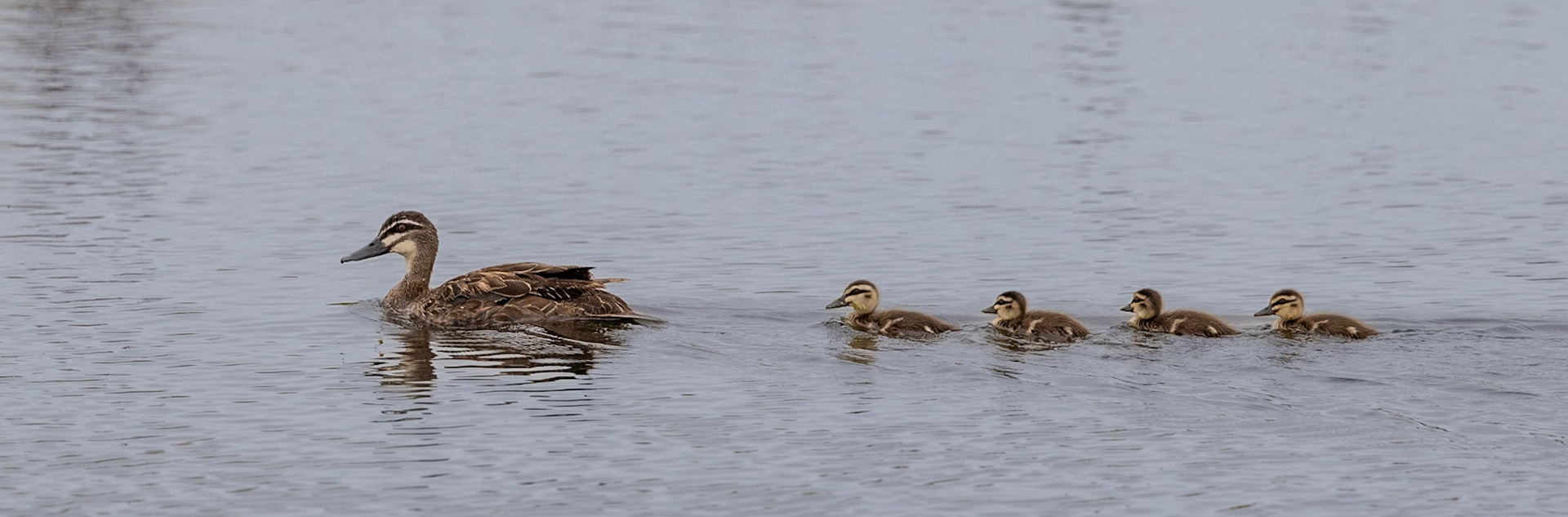 Pacific Black Duck - Western Treatment Plant, Werribee, Victoria, Australia