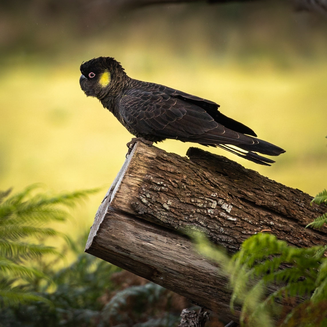 Yellow-tailed Black Cockatoo