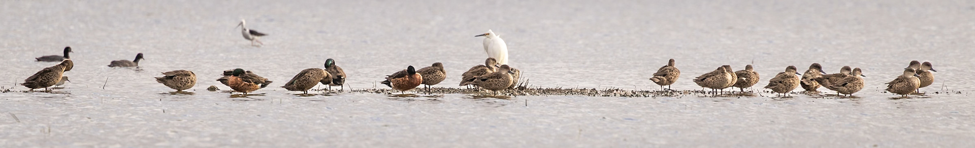Egret sp. and Duck sp. - Western Treatment Plant, Werribee, Victoria, Australia