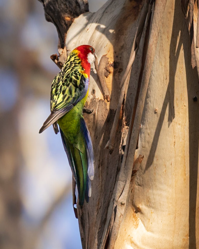 Eastern Rosella