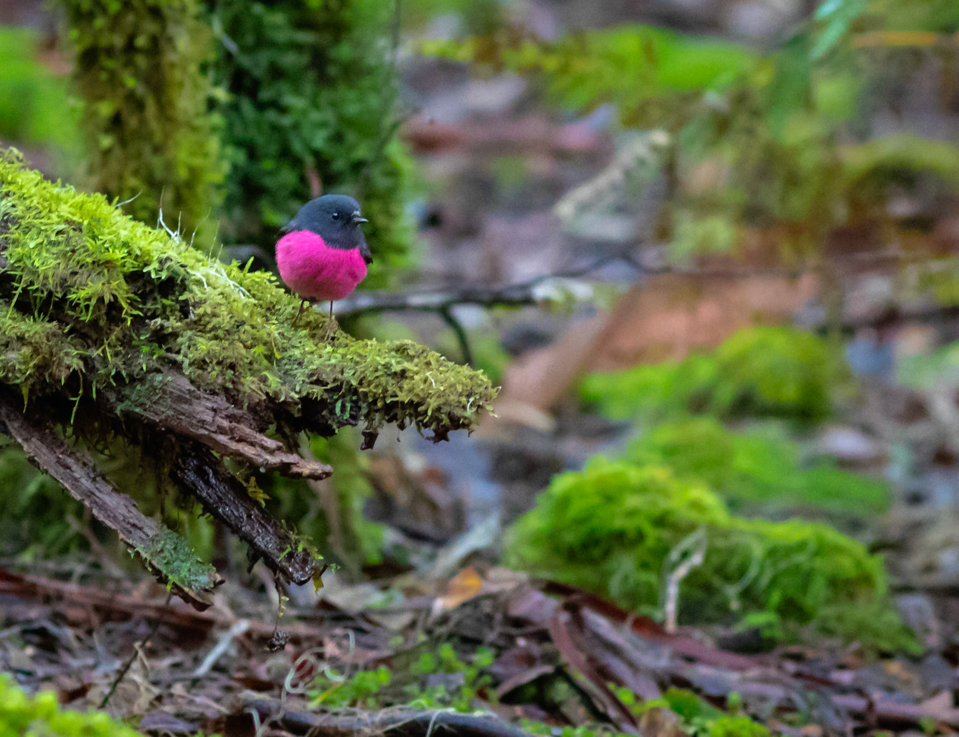 30 Pink Robin - takayna-The Tarkine - Northwest Tasmania - Australia