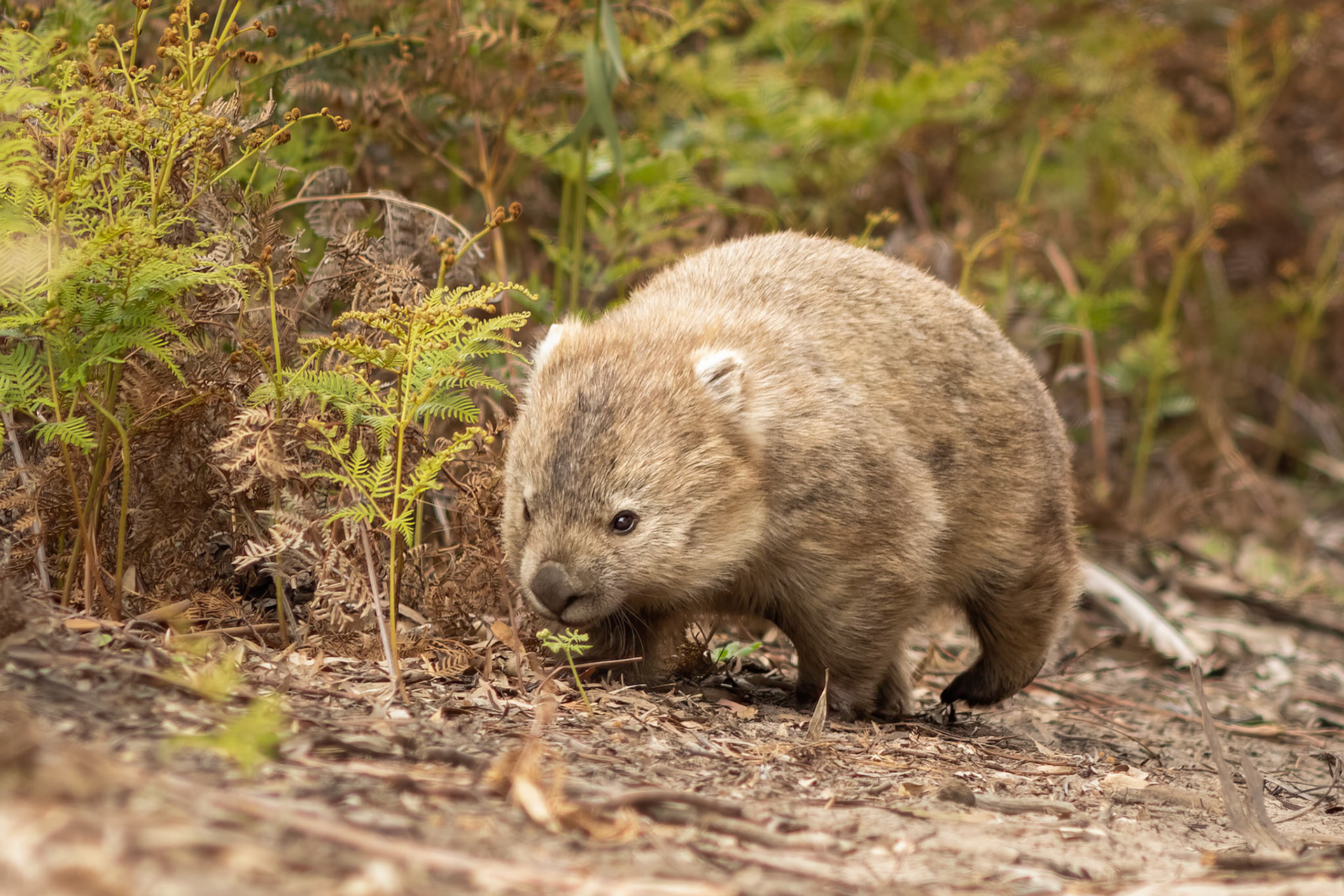 Wombat a-wandering in Tasmania