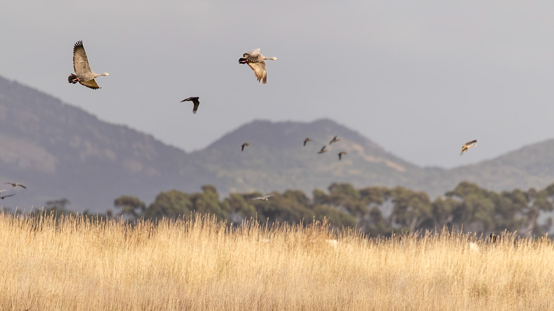 Cape Barren Goose - Western Treatment Plant, Werribee, Victoria, Australia