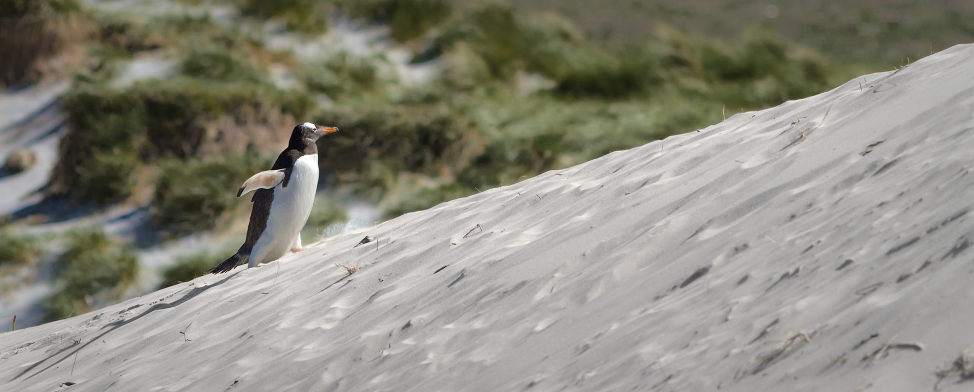 From pristine beaches to grassy tussocks, the Northern Gentoos of Carcass Island had plenty of ground to cover. I loved watching them make their way across this beautiful landscape – even when the journey involved one rather sizeable sand dune.Northern Gentoo PenguinsLeopard Beach, Carcass IslandIslas Malvinas / Falkland Islands2010