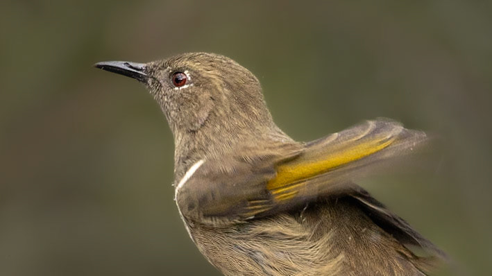 Crescent Honeyeater