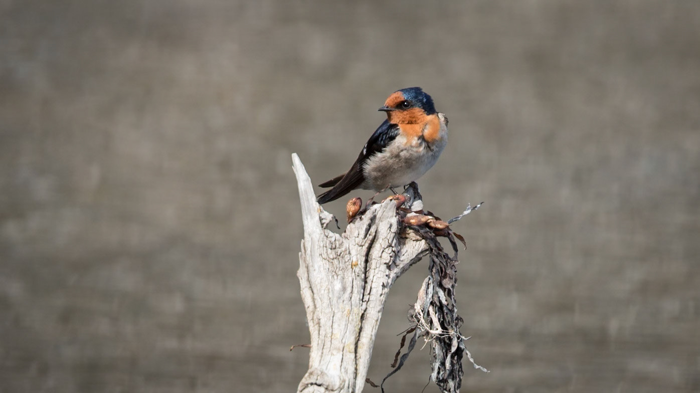 Welcome Swallow