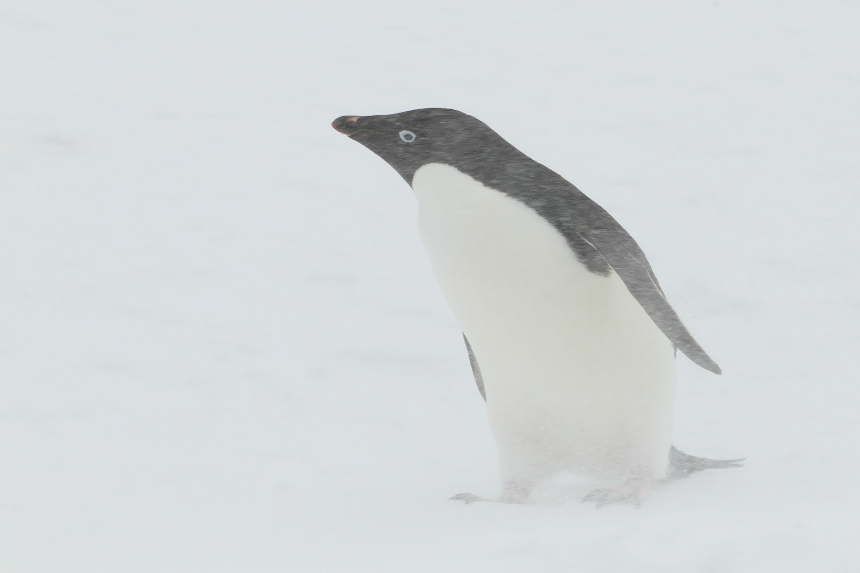 Adelie Penguin - Brown Bluff - Antarctic Peninsula
