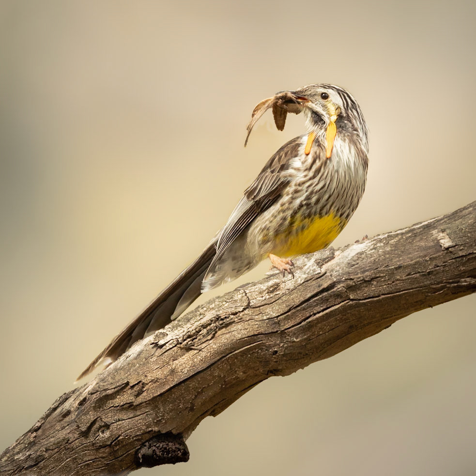 Yellow Wattlebird