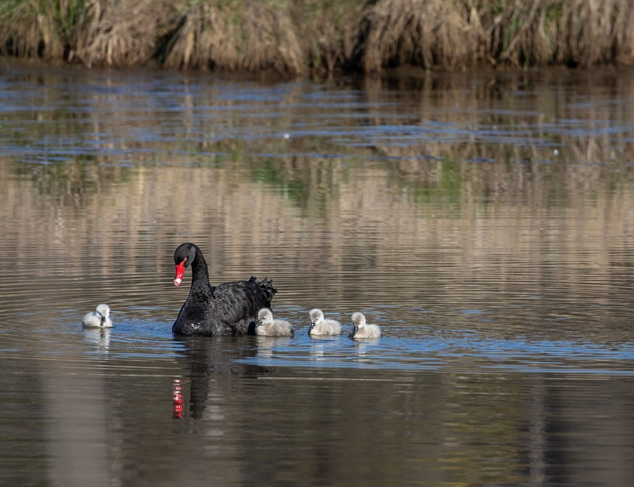 23 Black Swan with cygnets - northern Tasmania - Australia