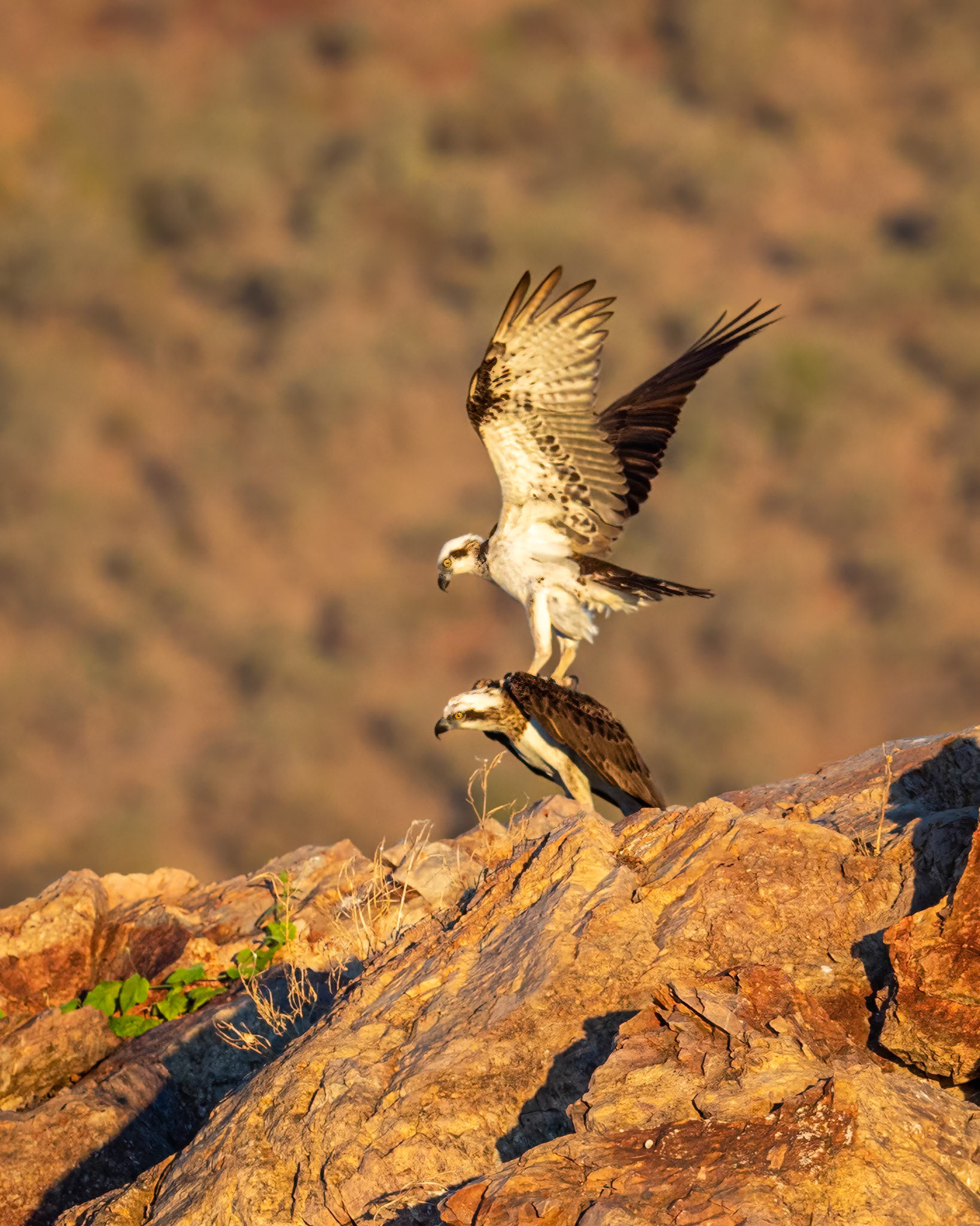 Eastern Osprey (Pandion haliaetus cristatus), male and female - Lake Argyle, The Kimberley, Western Australia
